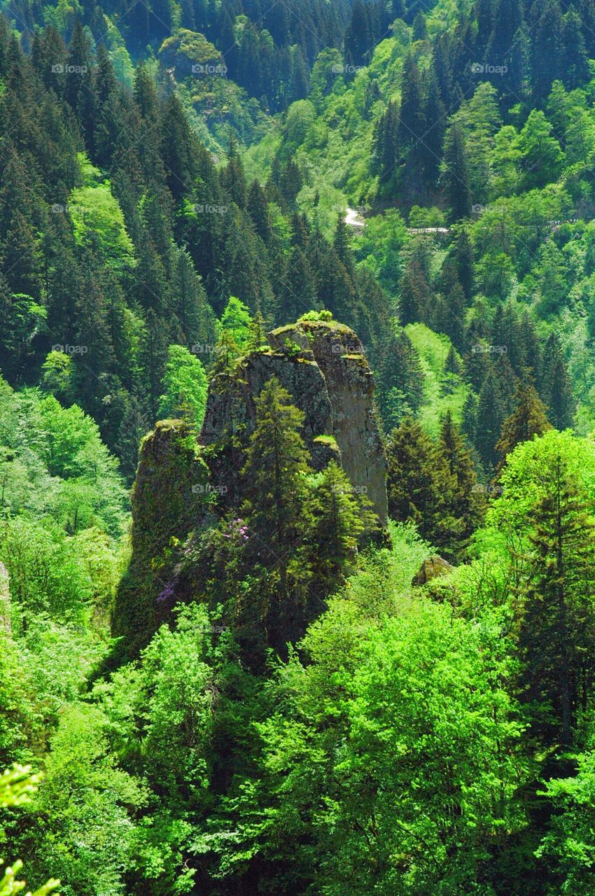 A monastery in a magic forest