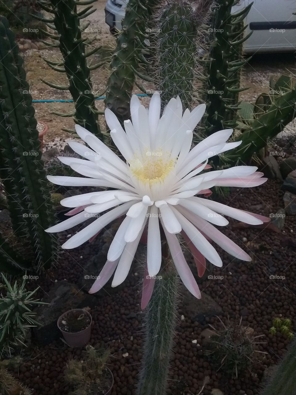 another view of this cactus flower