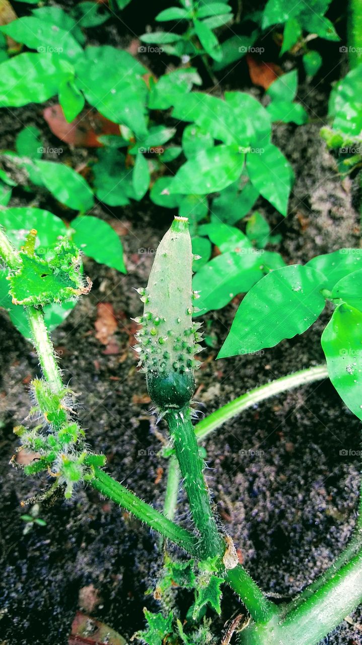 baby cucumber