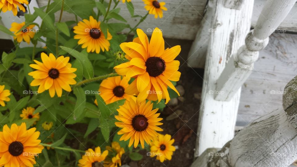 Vintage Flower. Taken on an antique farm