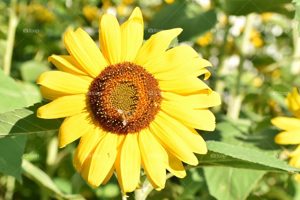 Happy bee in field of sunflowers