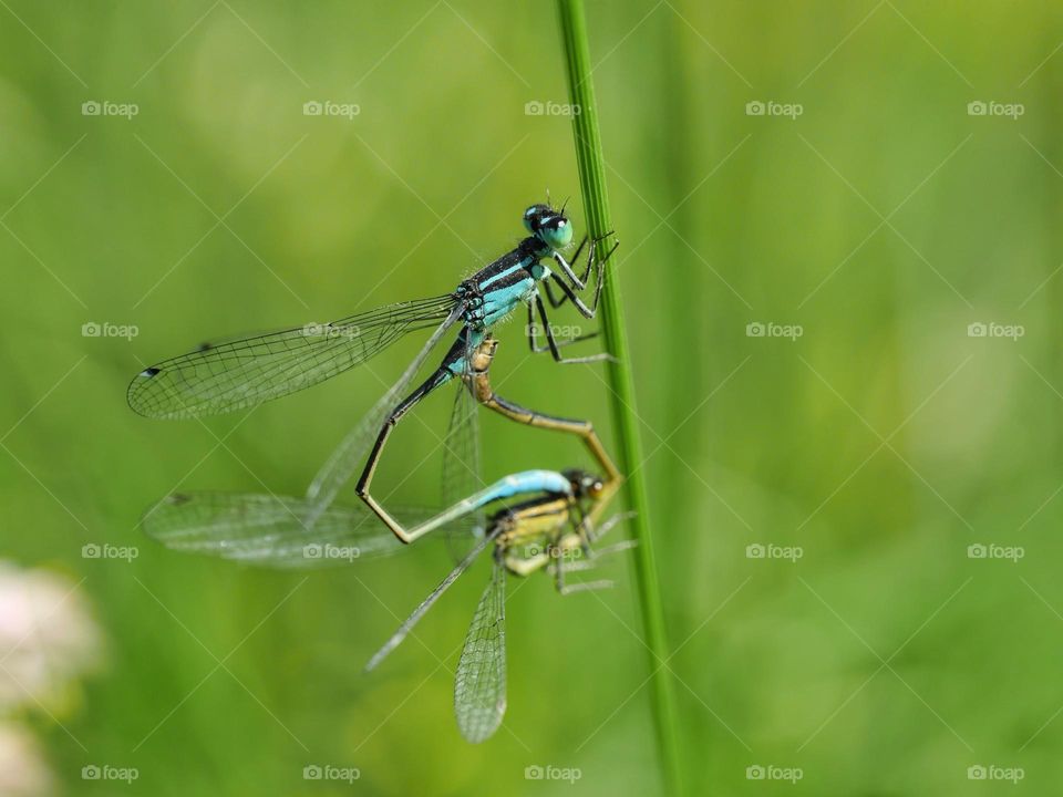 Mating damselflies