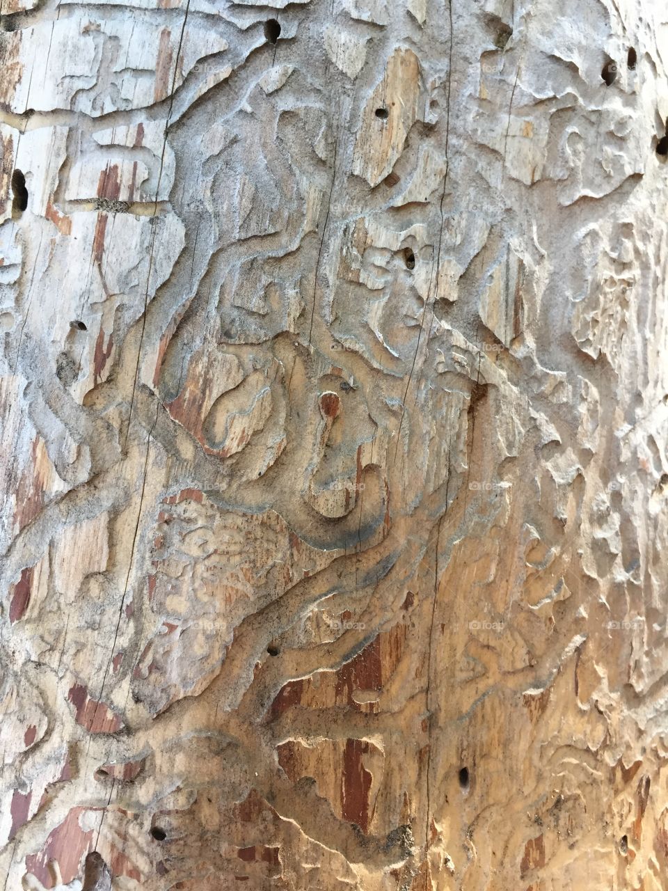 bark beetle causes great harm to trees in the forest