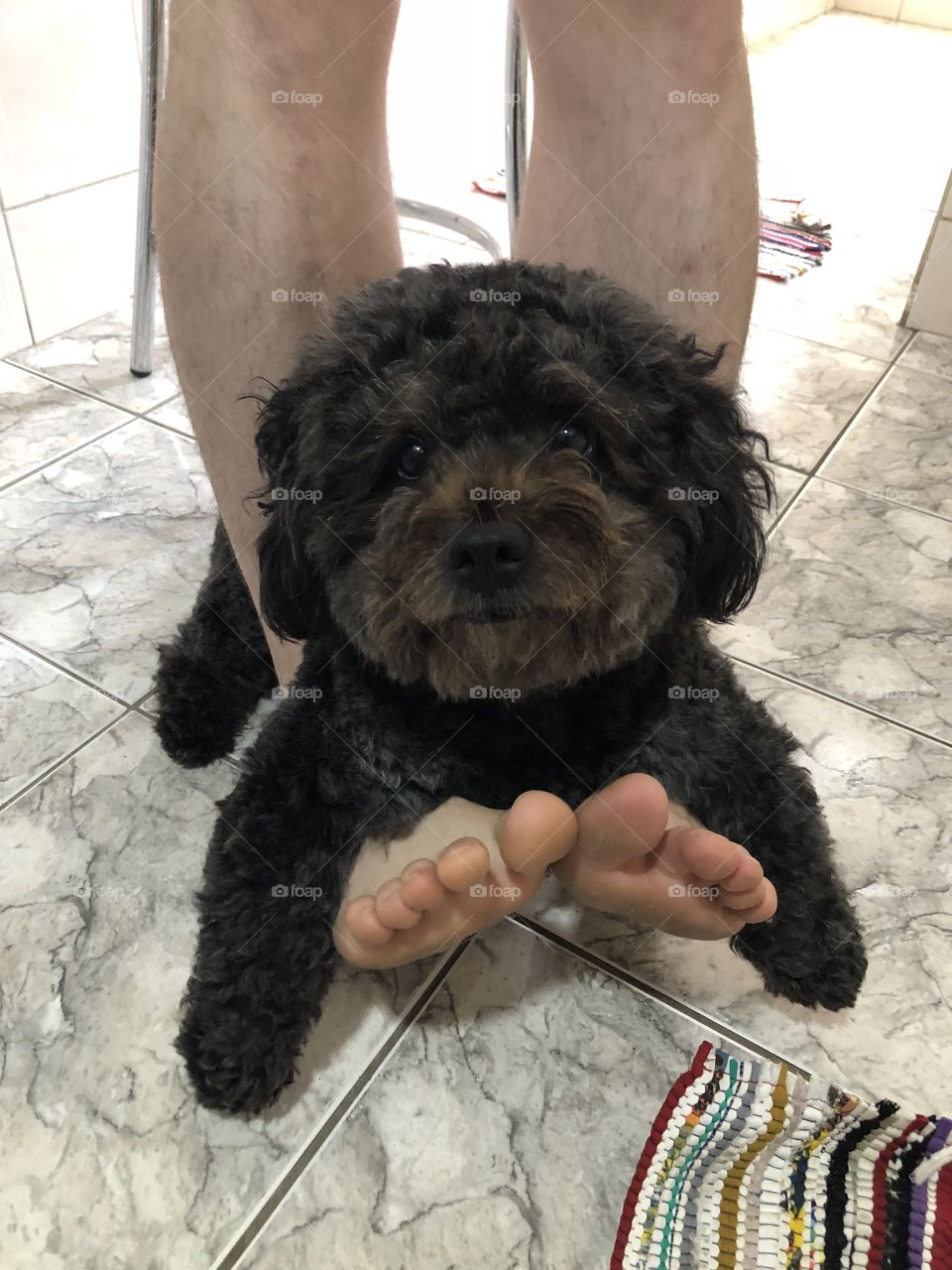 Cachorro fofo sendo pendurado pelo pé de seu amoroso dono 
