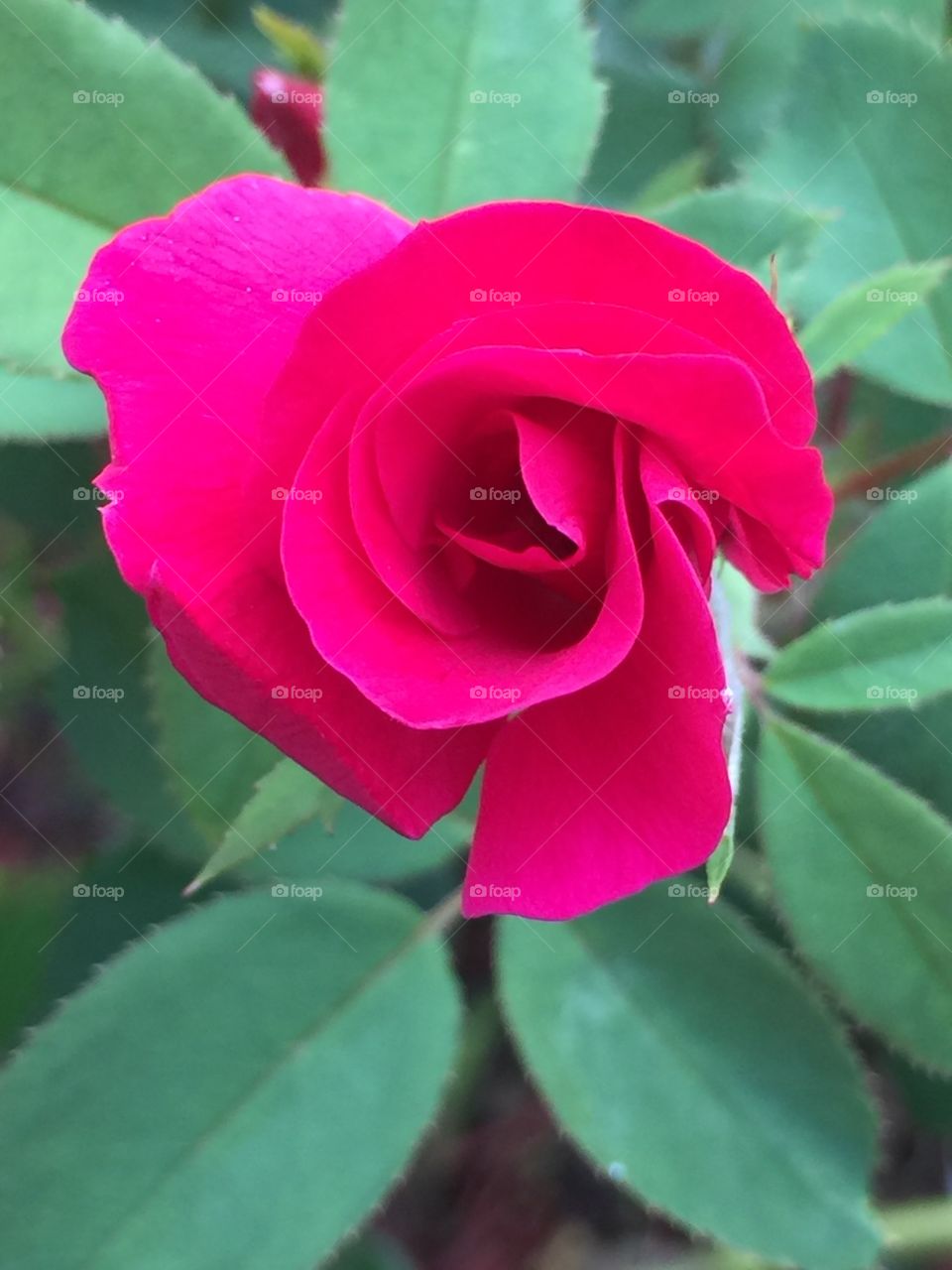 Pink rose