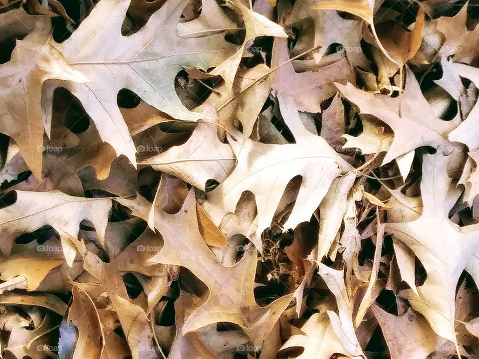 oak leaves in autumn