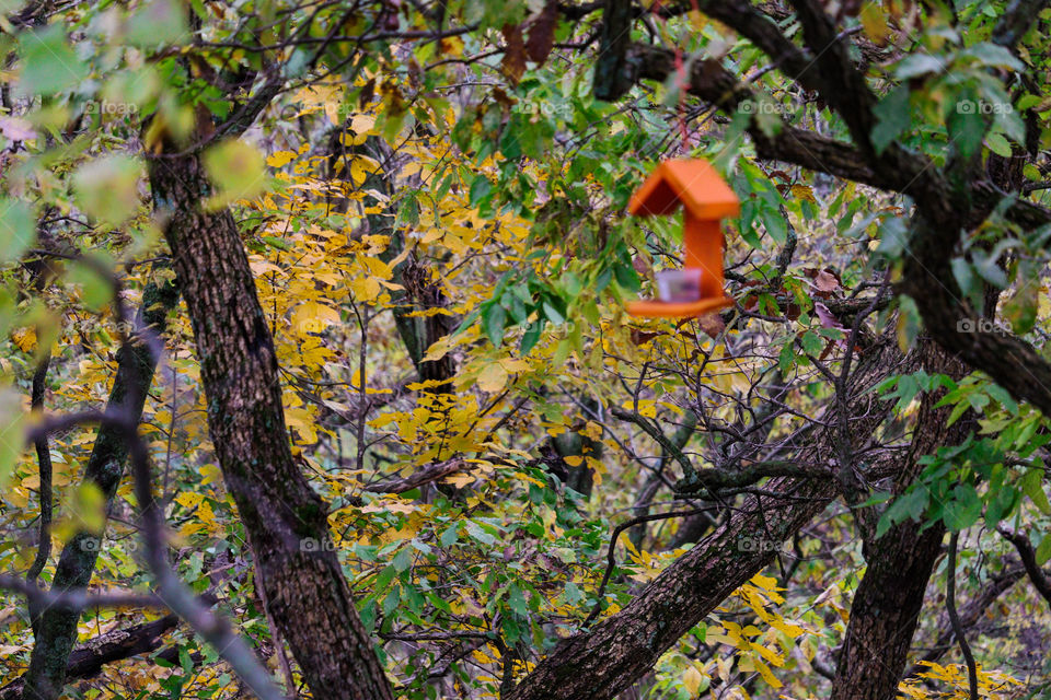 bird feeder in the bright leaves