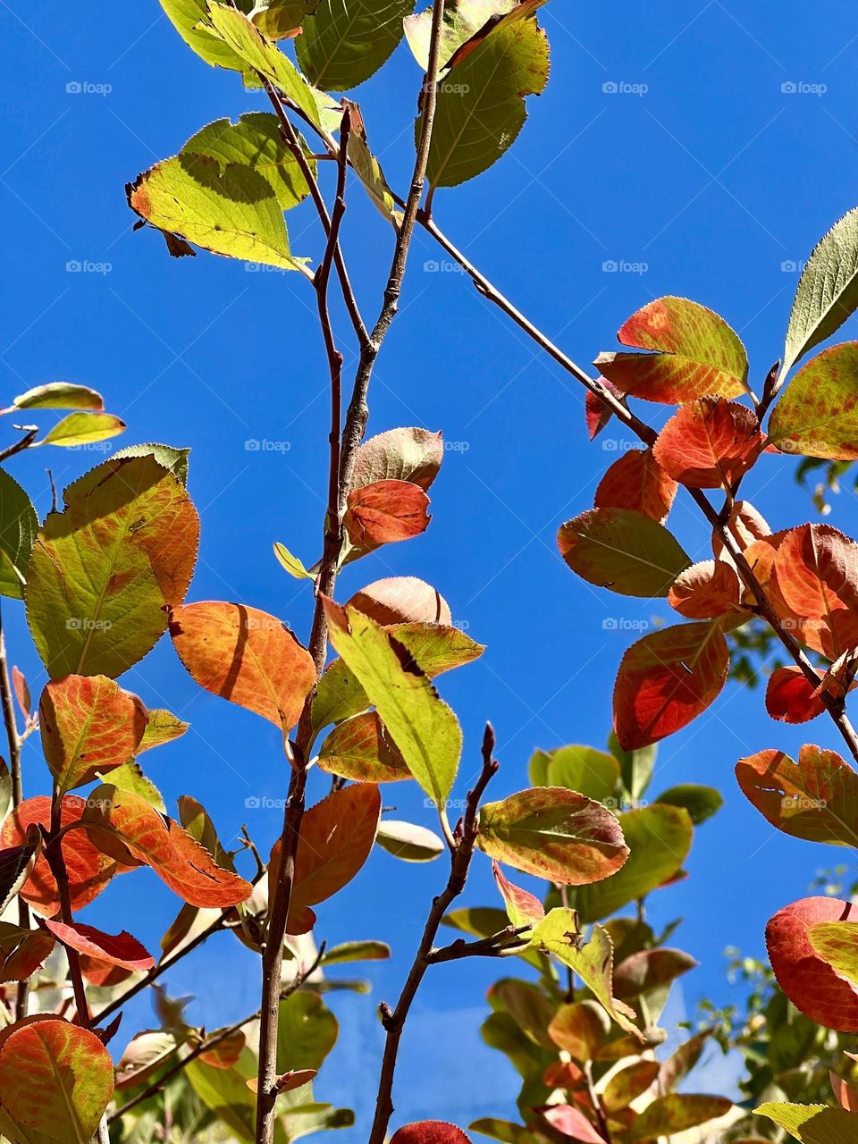 Autumn colors of fall against the blue sky