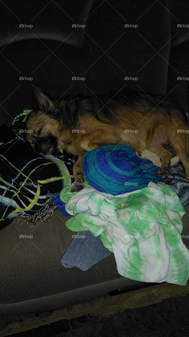 Pup Resting on Laundry Pile