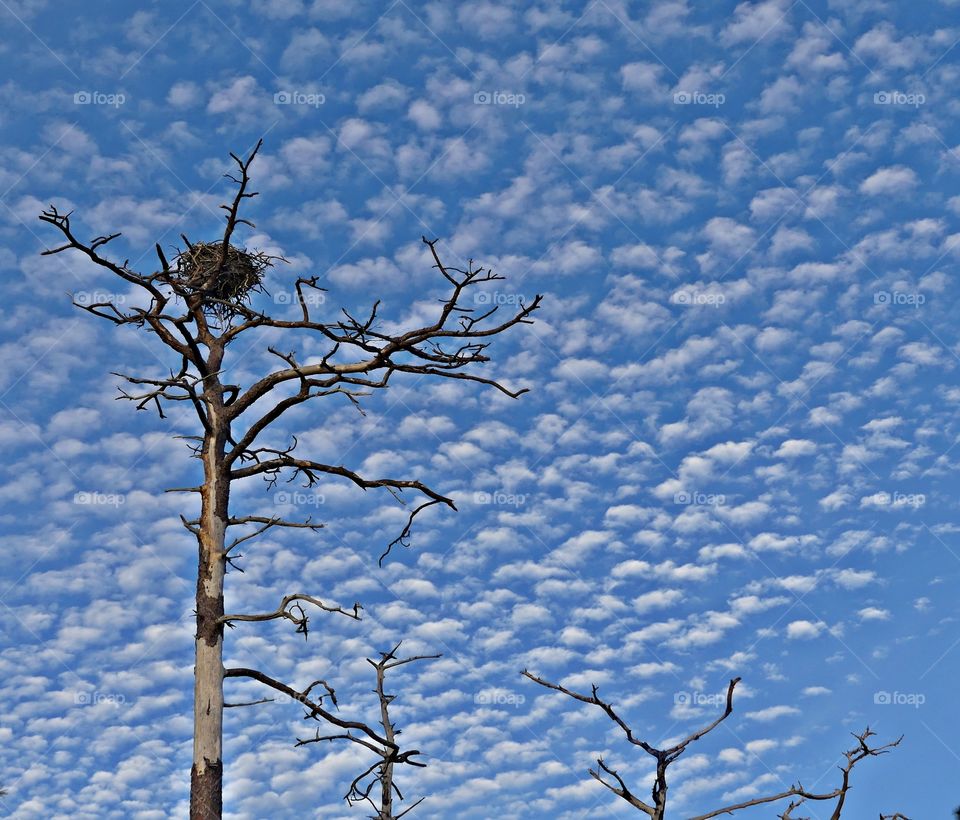 A large bird nest is sitting on the tree top that is surrounded by a magnificent cloud filled blue sky