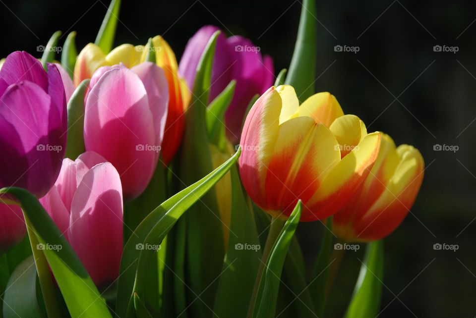 Contrasting colours of spring tulips 
