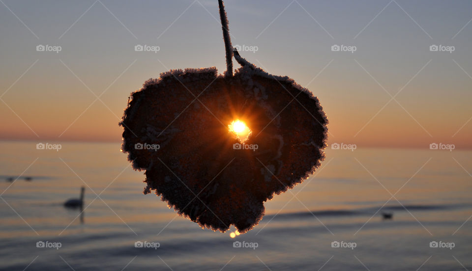 the sunrise sun through the heart shape frozen leaf