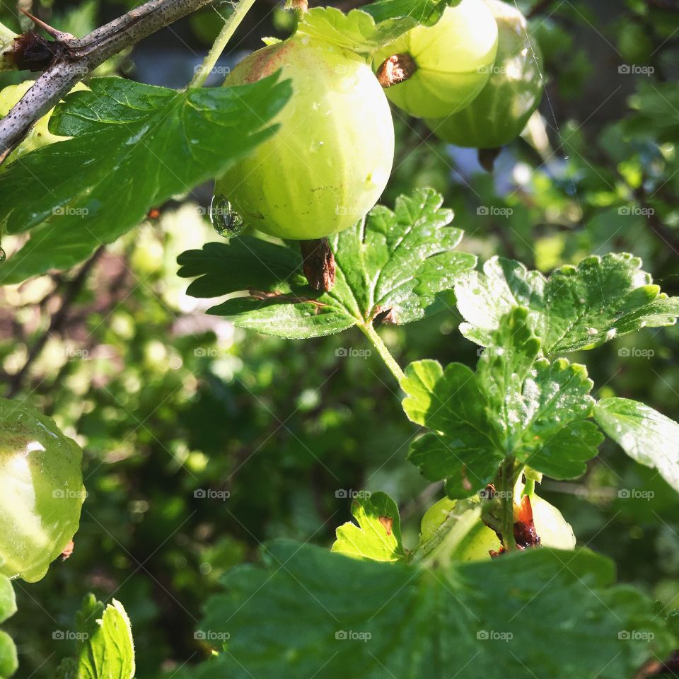 green leaves and gooseberries