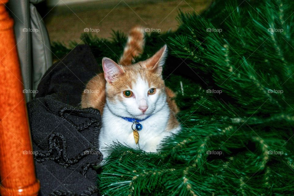 Tabby Cat in Christmas tree branch 