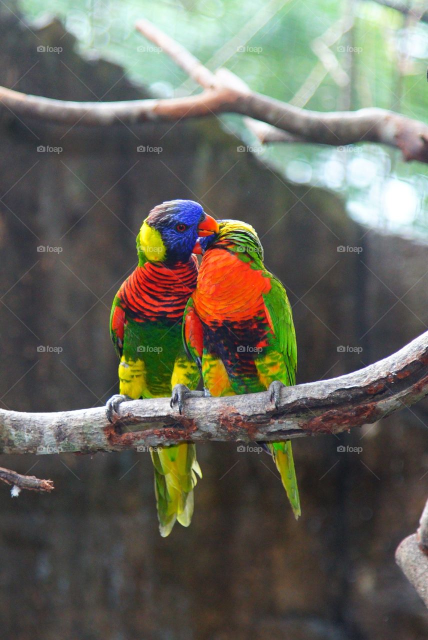 birds in love