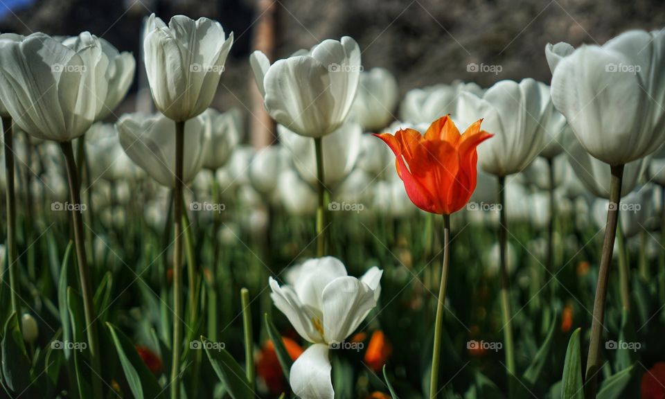 Orange tulip