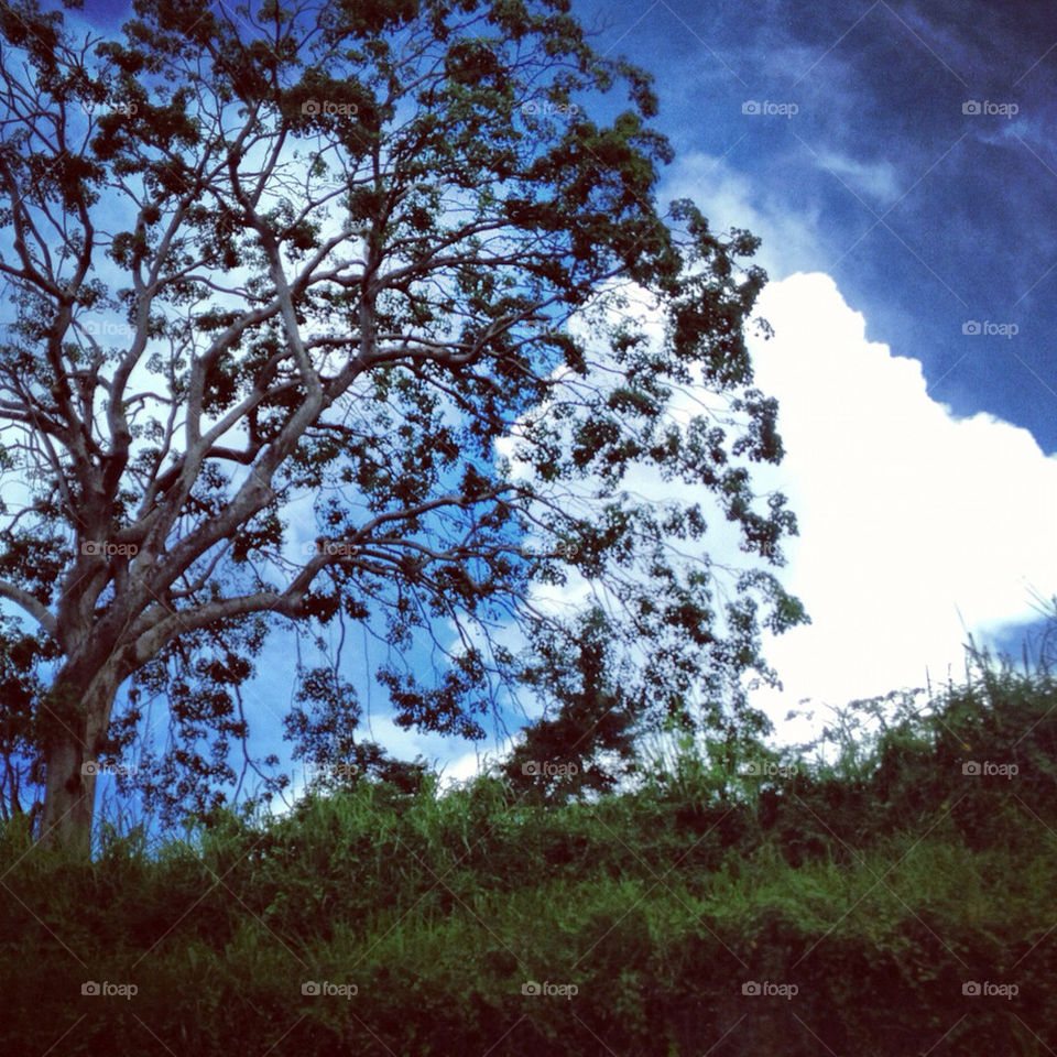 Pretty tree in a cloud.