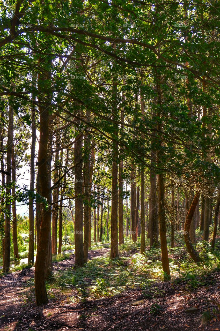 Forest. Forest at Mount Pedroso, Galicia