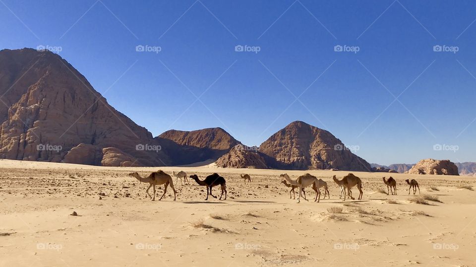 Camel caravan in the Wadi rum desert. Jordan