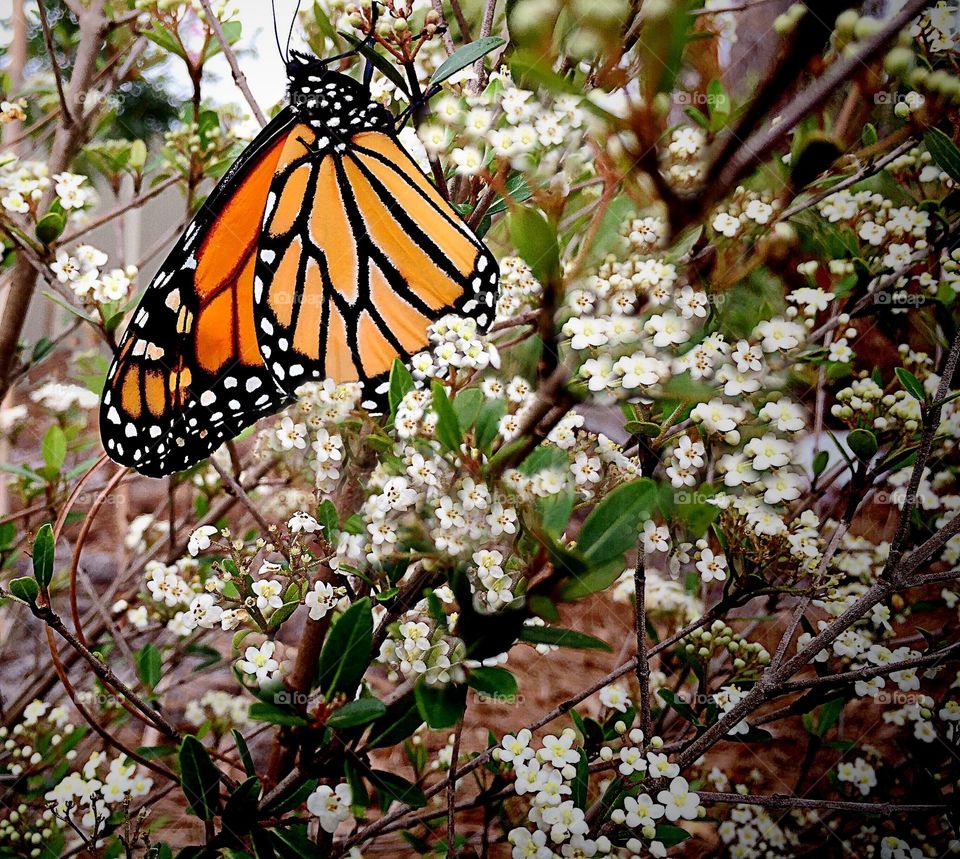 Monarch Butterfly on white flowers.