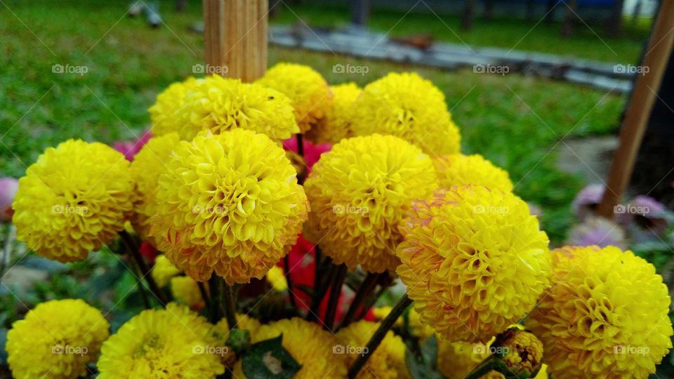 Politeness is the flower of humanity. - Joseph Joubert