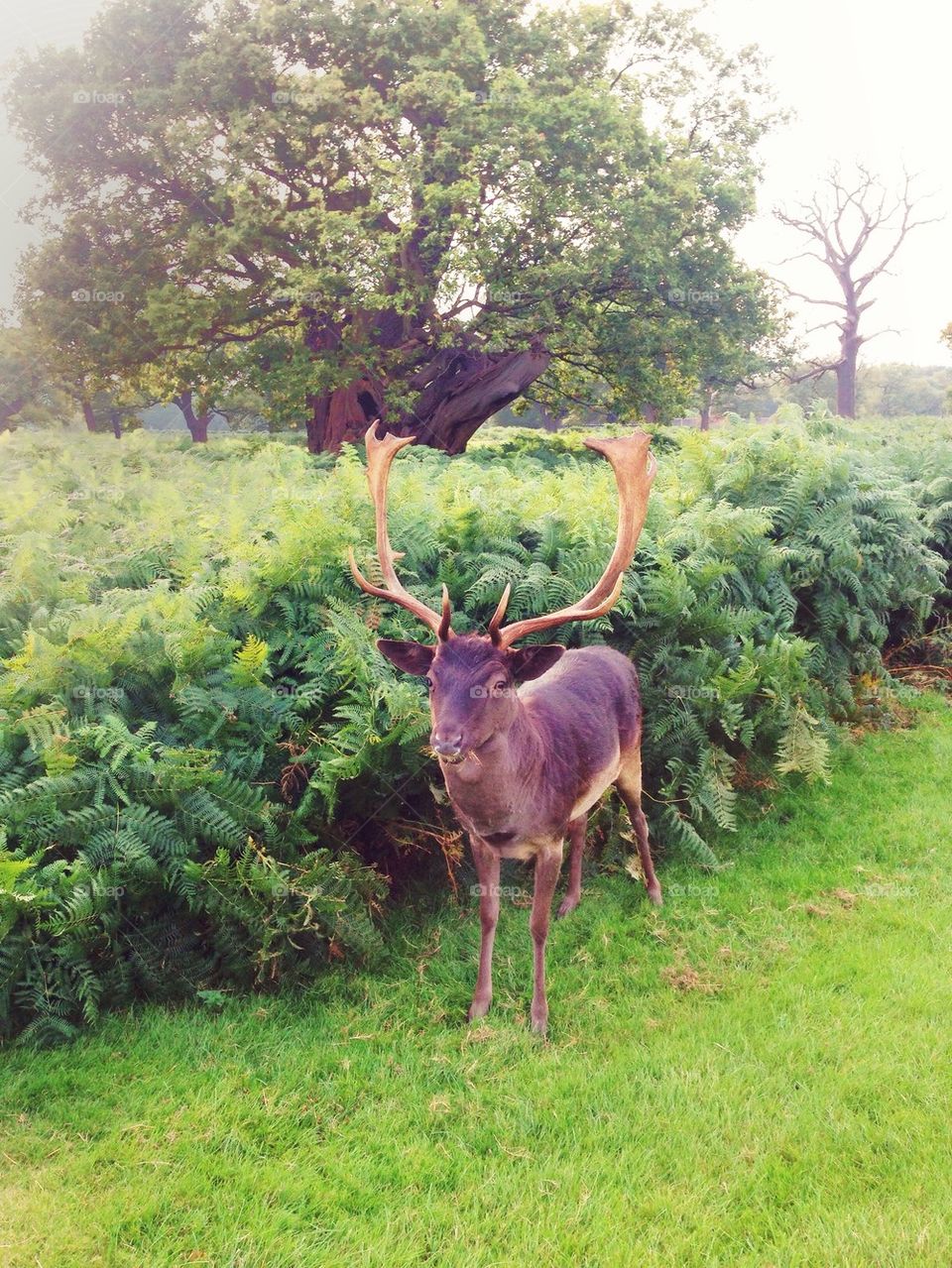 Antlers