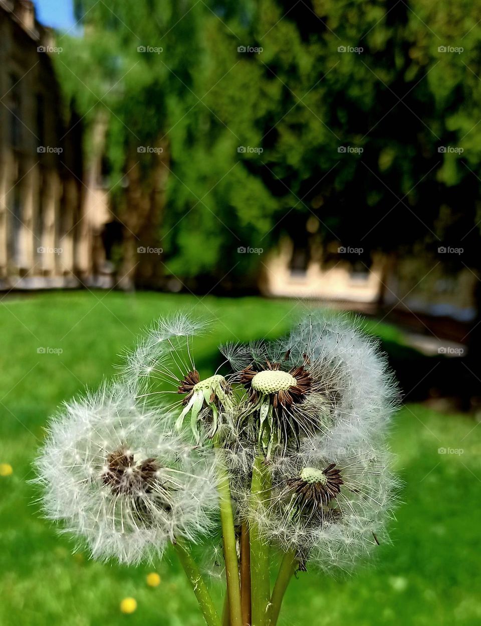 dandelions