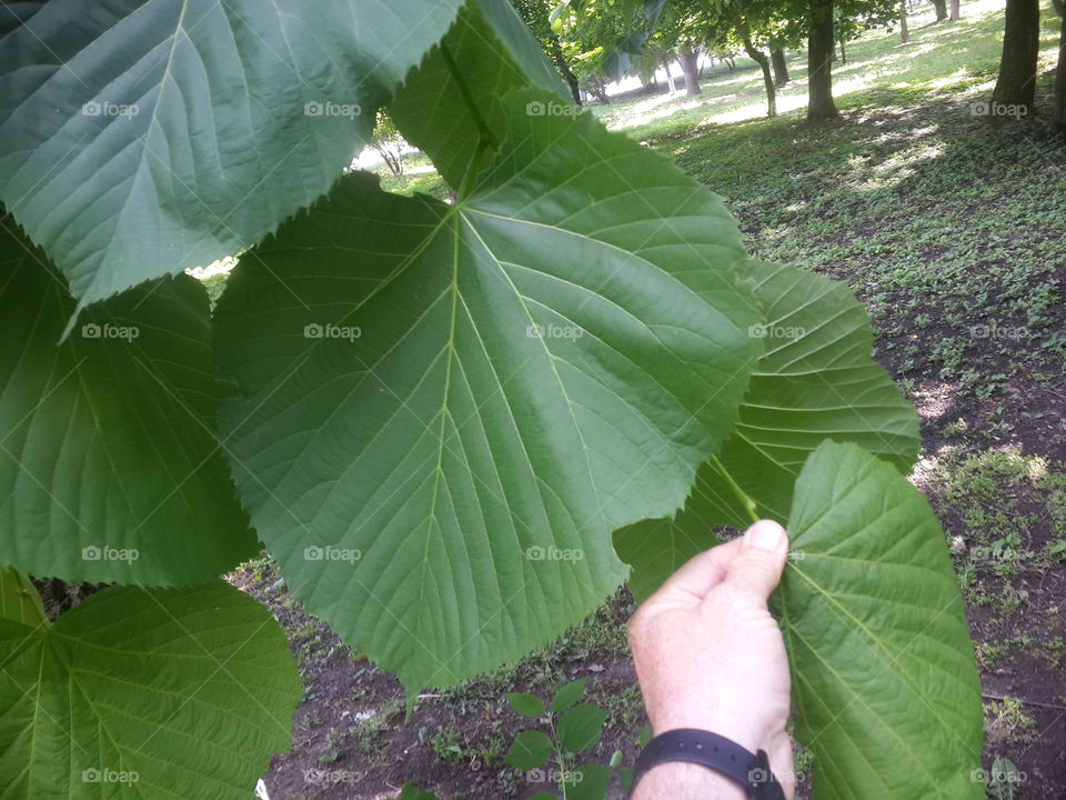 huge linden leaf.