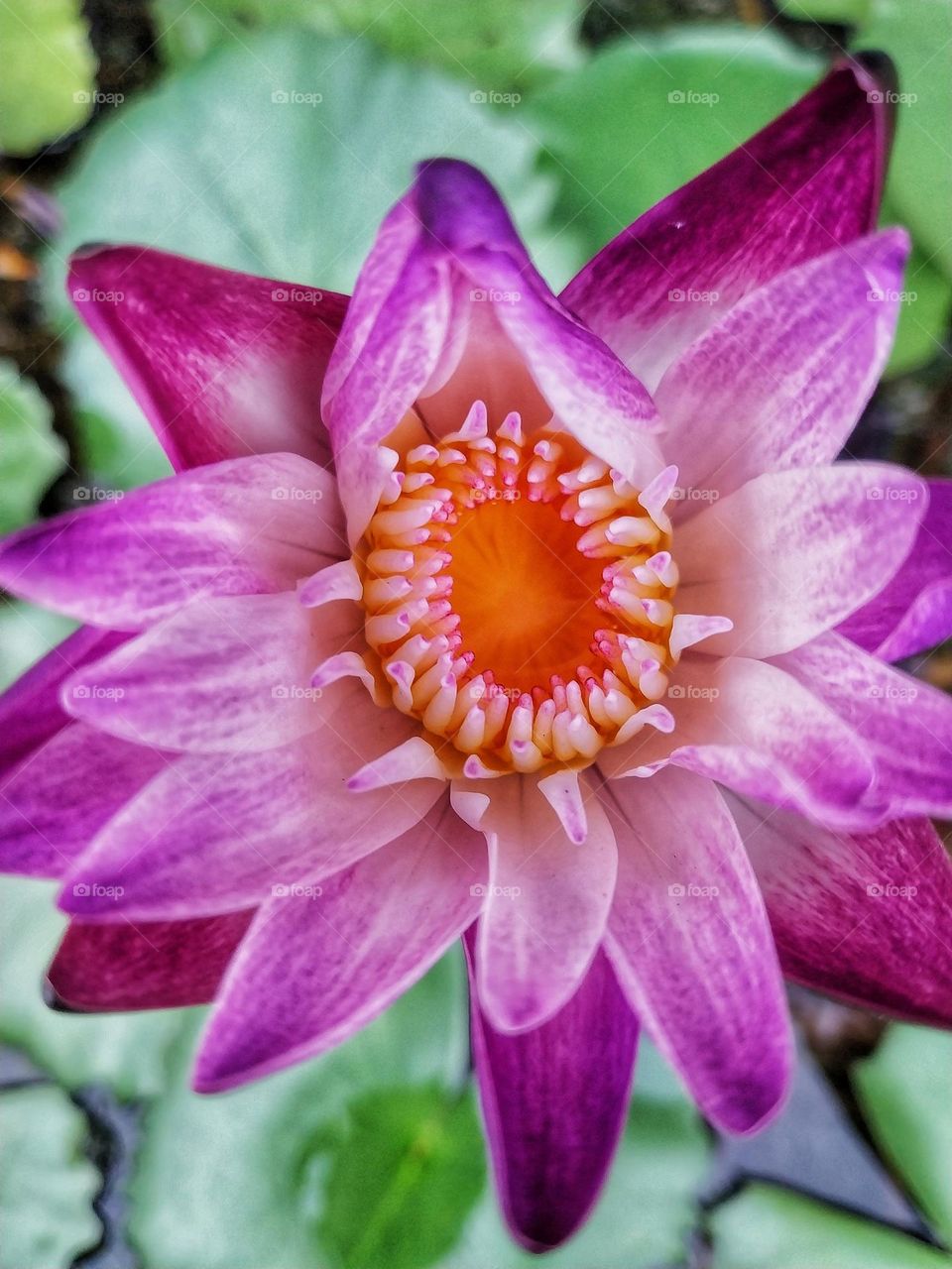 Lotus in pool