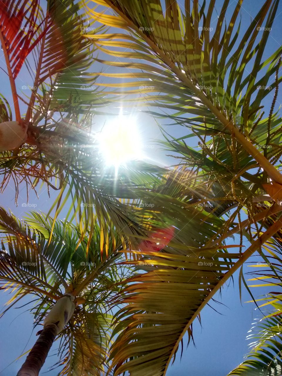 Through the Leaves II