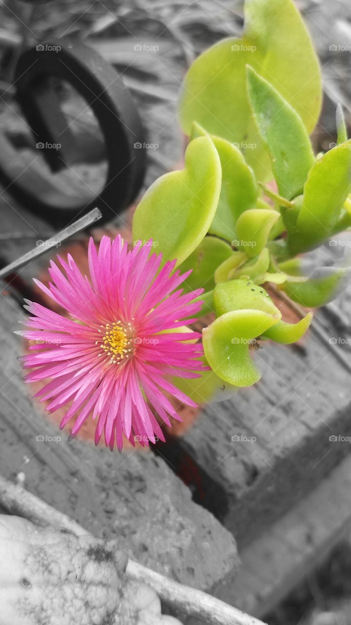Pink Flower Beauty
