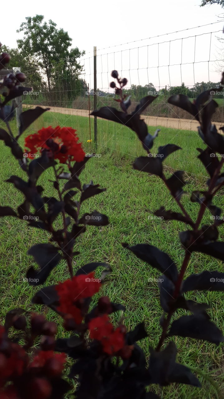 Crepe Myrtle Dark Green Leaves