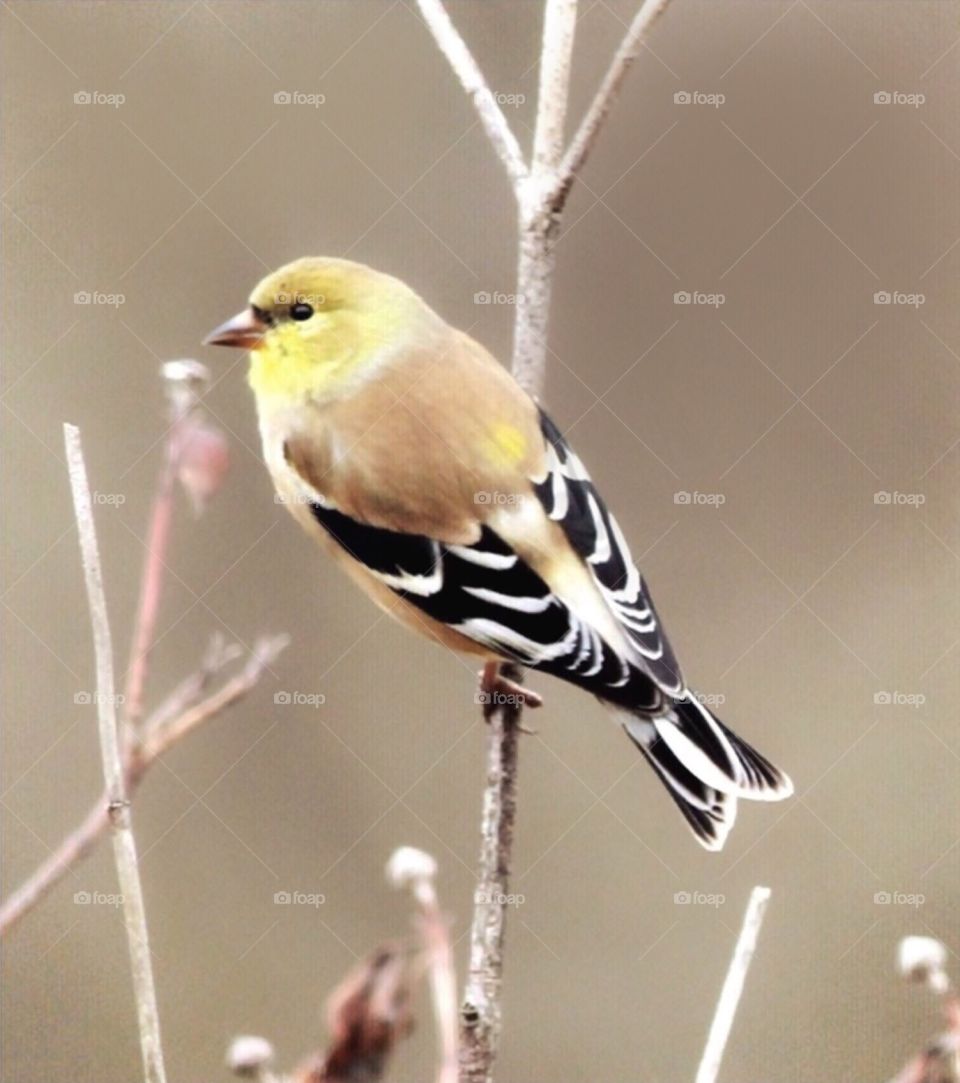 Male American Goldfinch turning bright yellow! A sure sign of SPRING 