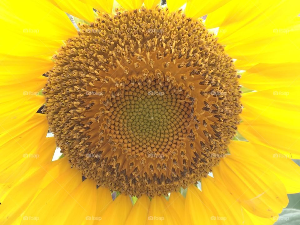 Sunflower