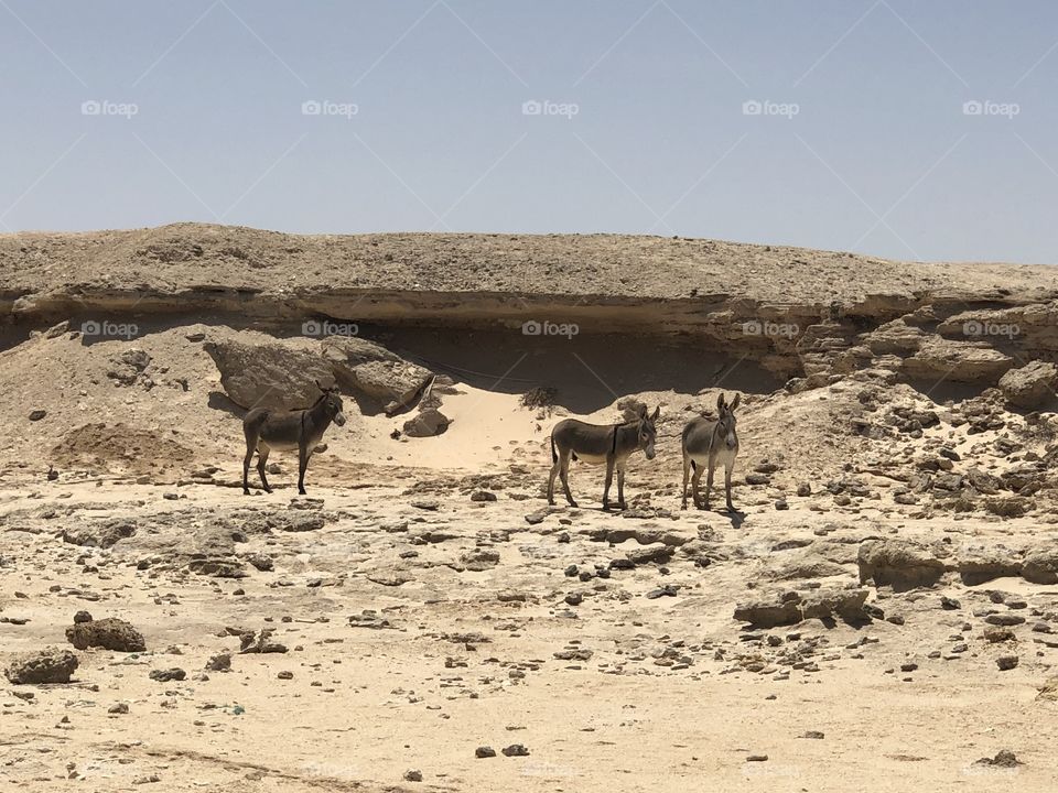 A couple of wild donkeys on a beach in Oman. Nice hot day on a stoney beach.