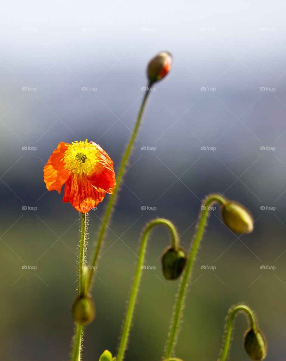 Close-up of a poppy flower