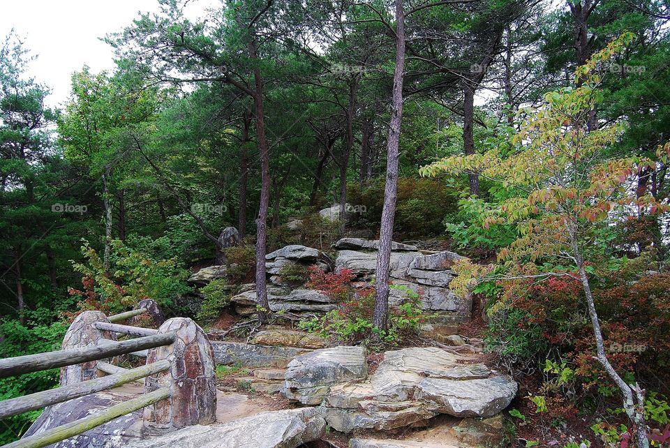 Walking Trail in the Forest