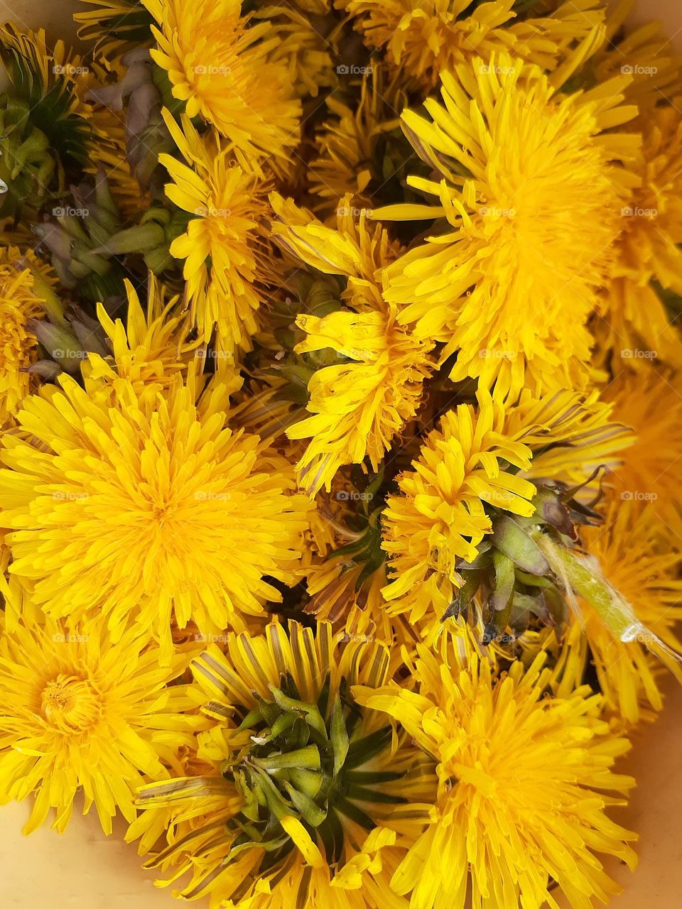 Preparation of dandelion flowers for home tea