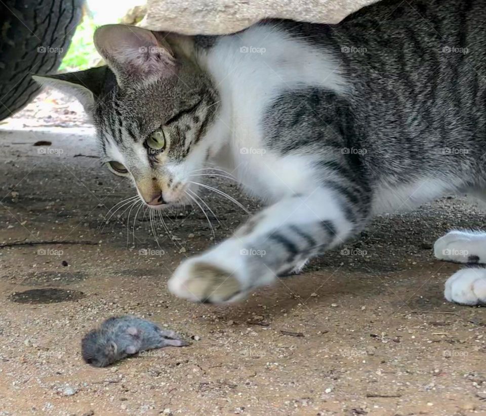 A young cat paws at a mouse it has caught and killed