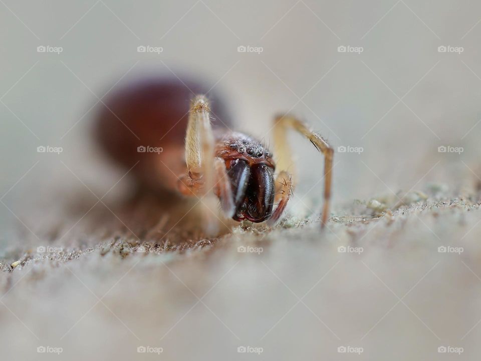 spider macro