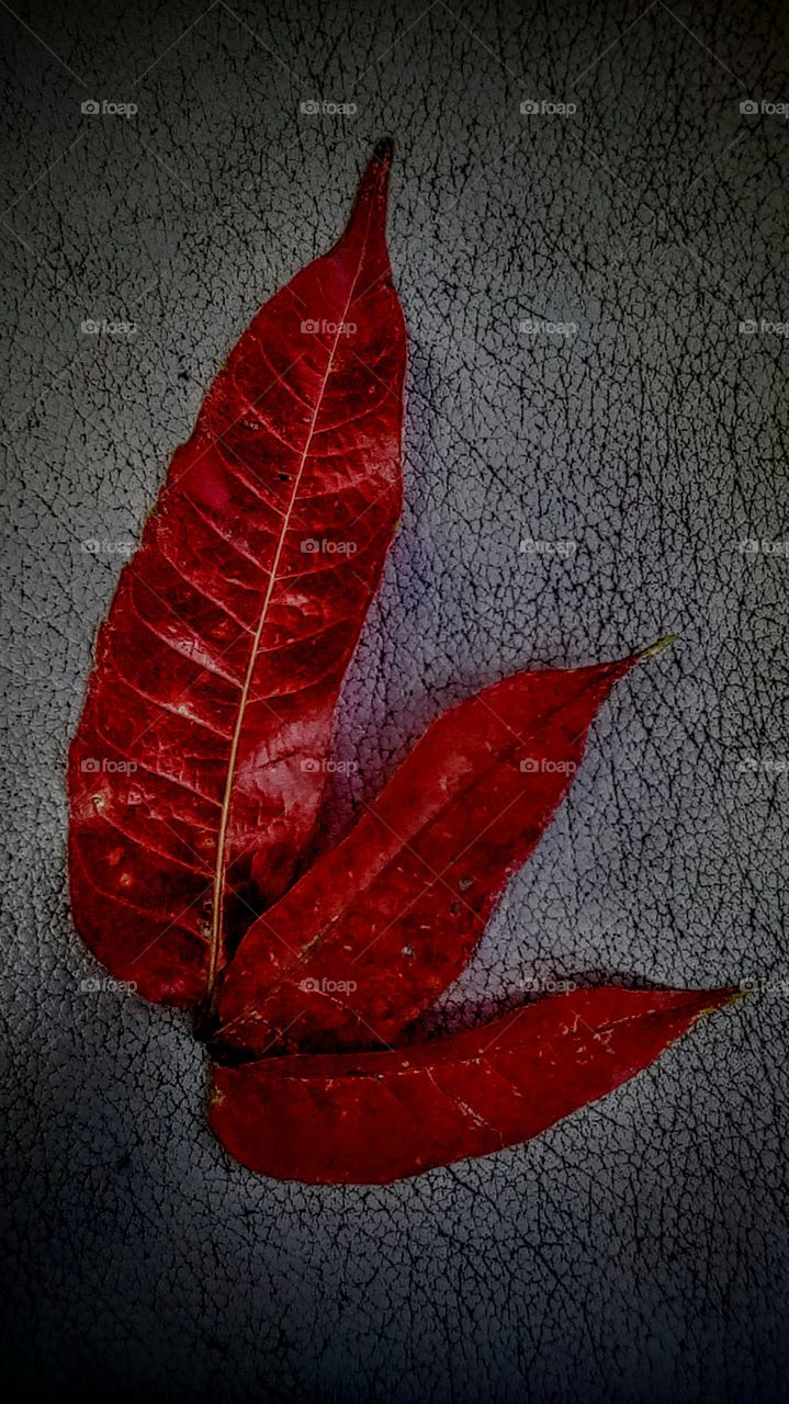 Autumn Season leaves, I found it at the mountainous part of the Philippines even though there's no autumn season.