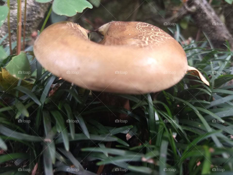 mushroom
