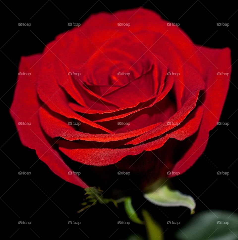 Red rose