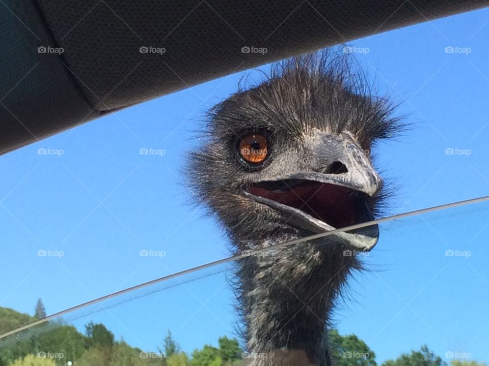 Evil emu . It kept trying to poke its head in the car, presumably to poke our eyes out. 