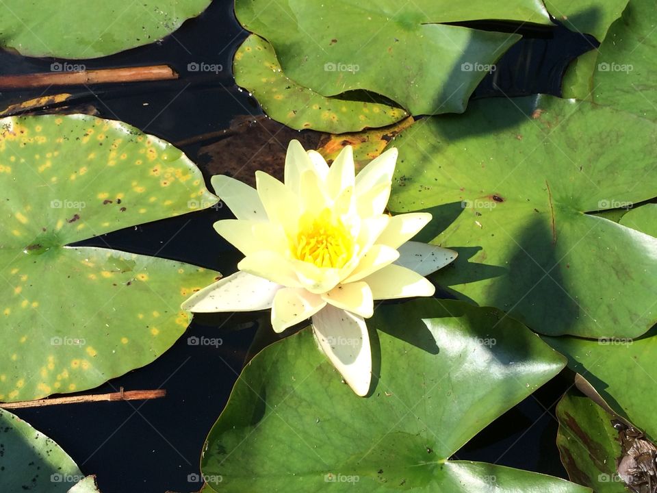 Lily pond