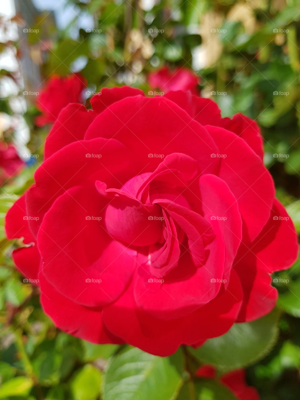red rose