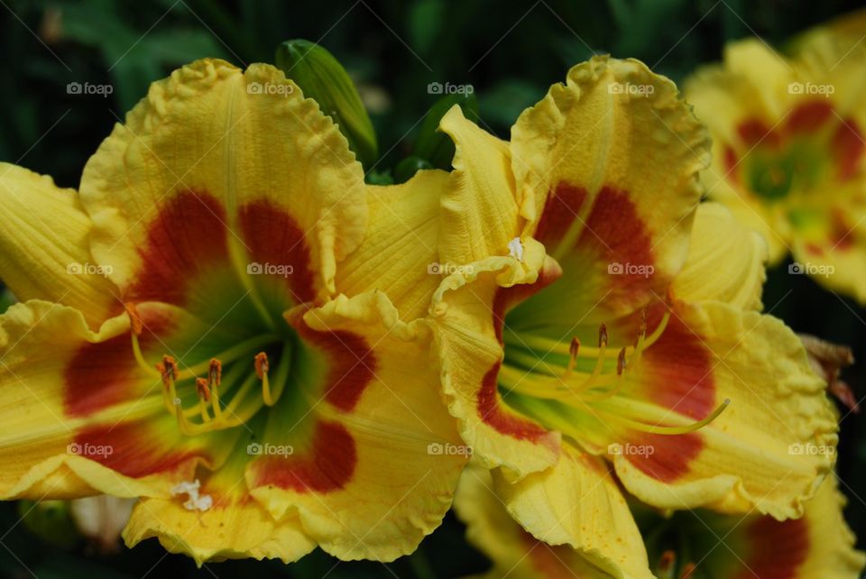 Extreme close-up of yellow day lily