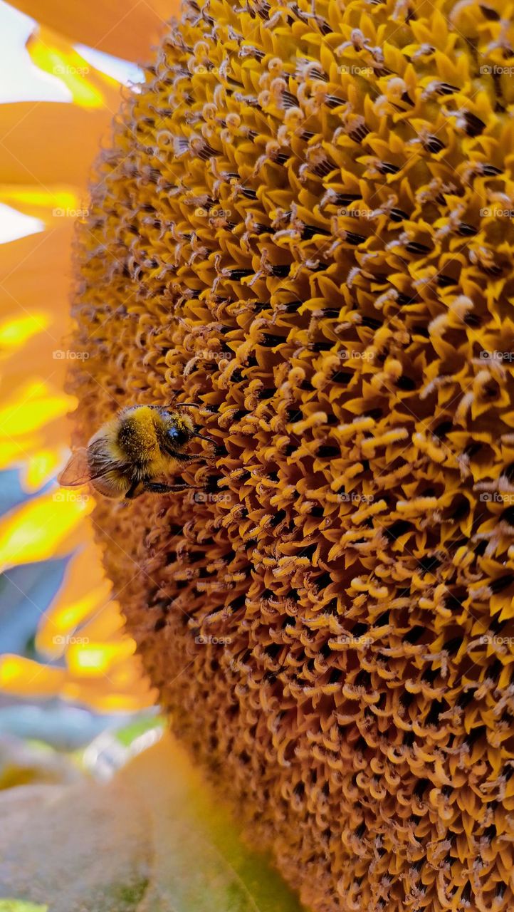 Accent on yellow,bumblebee on flower,petals,flower,insect, yellow, sunflower, plant, yellow on yellow