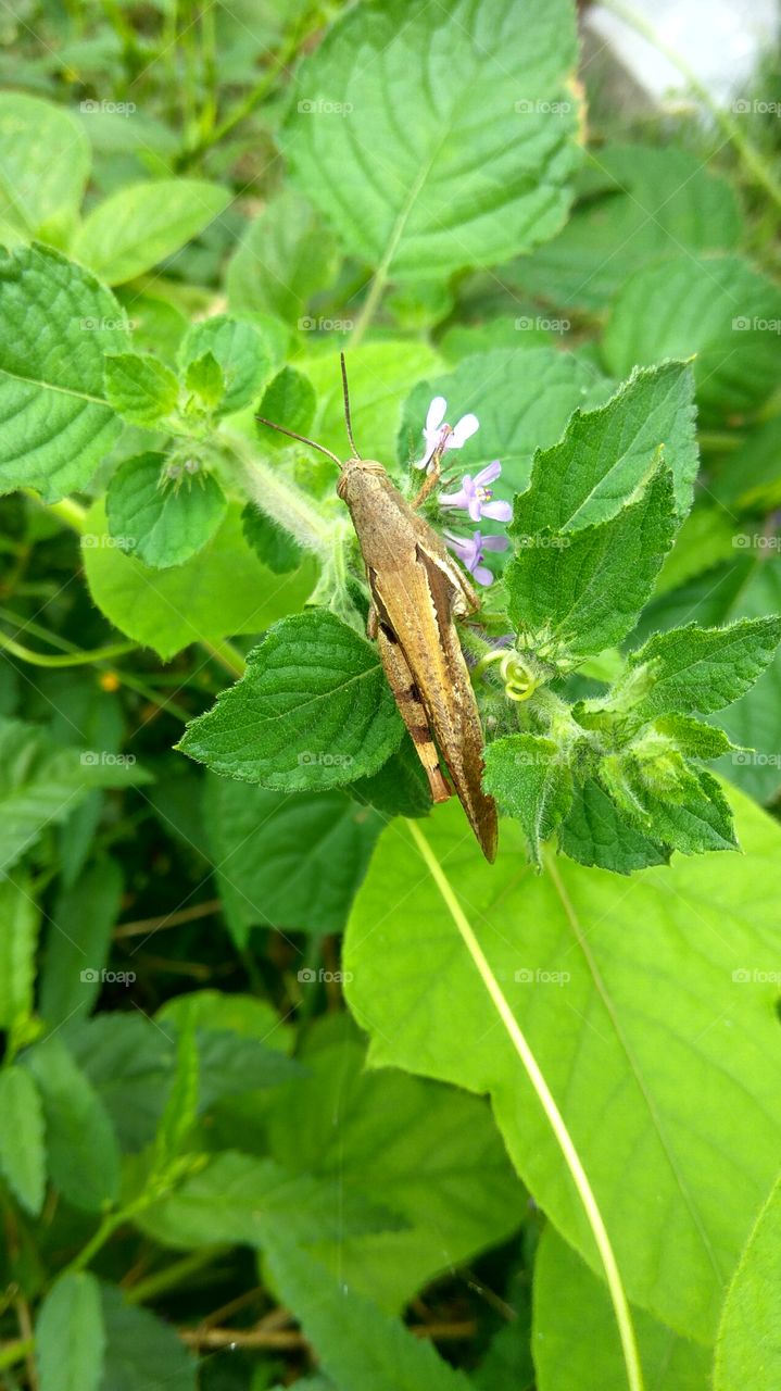 grasshoppers slepping