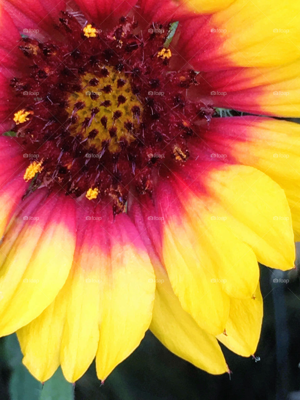 Red and yellow daisy 